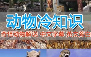 外面卖1699的国外纪录片解说(动物解说、美食、动画片)稳过中视频-则成副业项目资源站